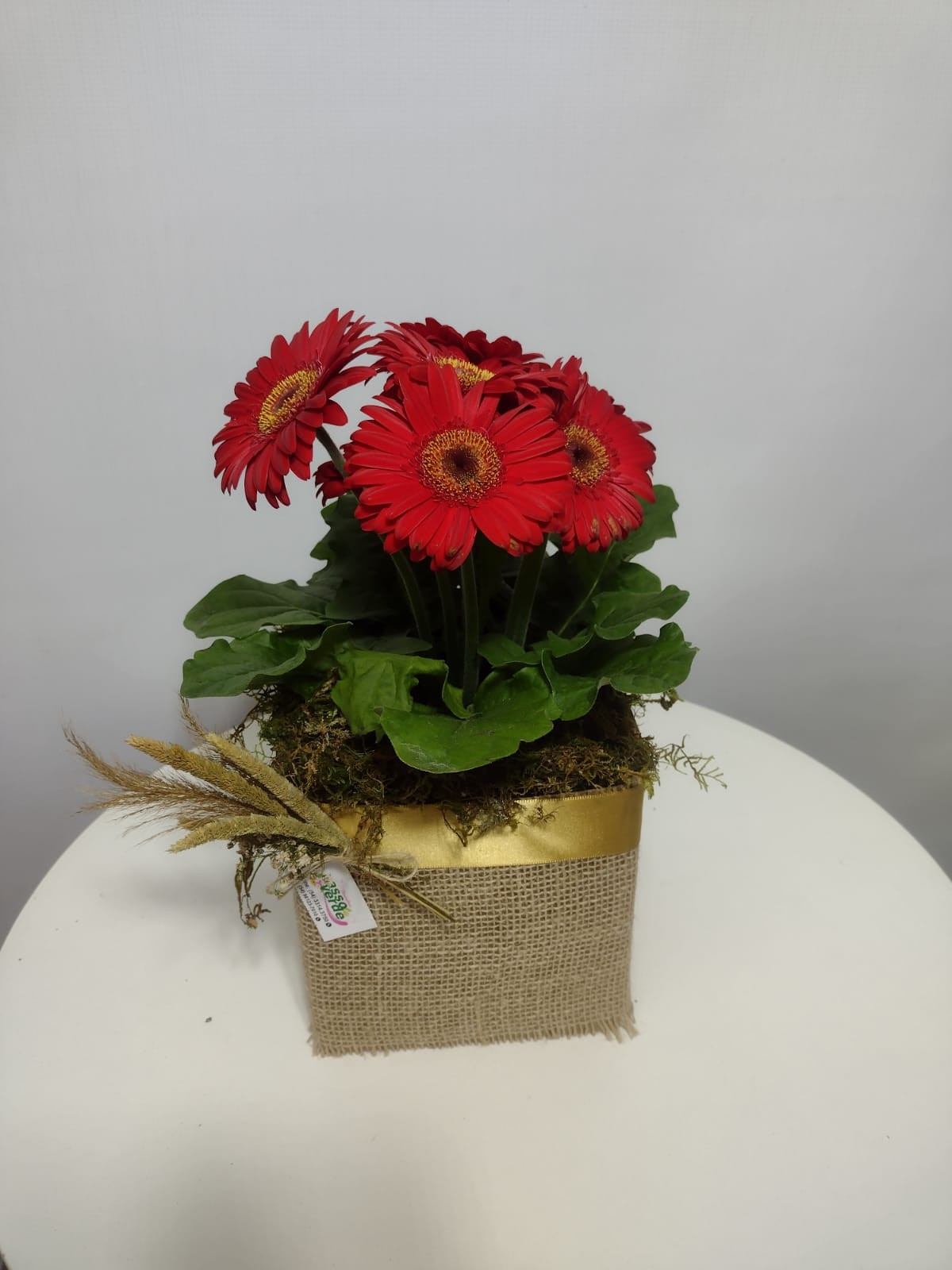 Gerbera 