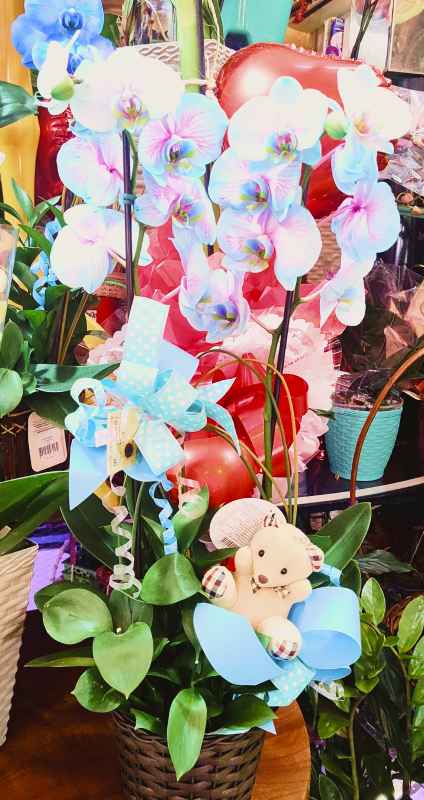  Orquídea Frozen + Ursinho (consultar se disponível)