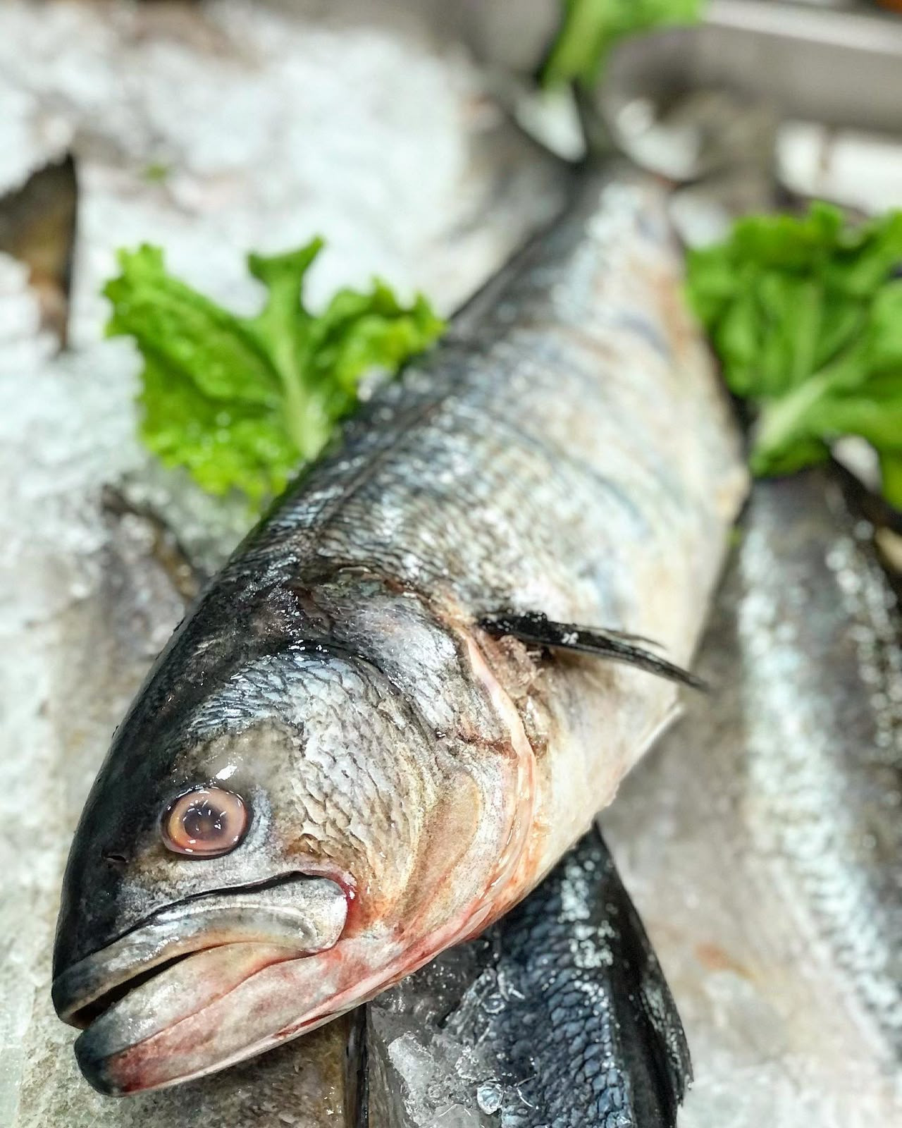 Anchova gg