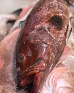 Sirigado (1kg)