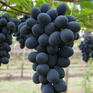 UVA NÚBIA