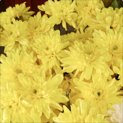 Crisântemo Amarelo em galho sem decorar (consultar disponibilidade)