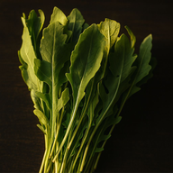 Rúcula 