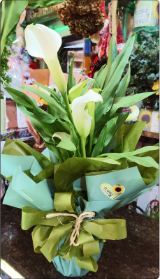 Calla grande em vaso (consultar disponibilidade)