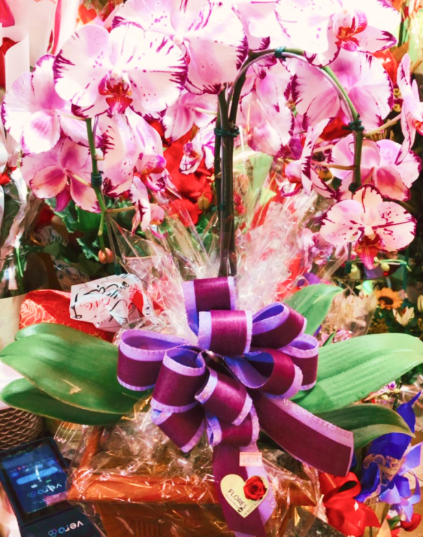  Orquídea Especial no vaso (consultar se disponível)