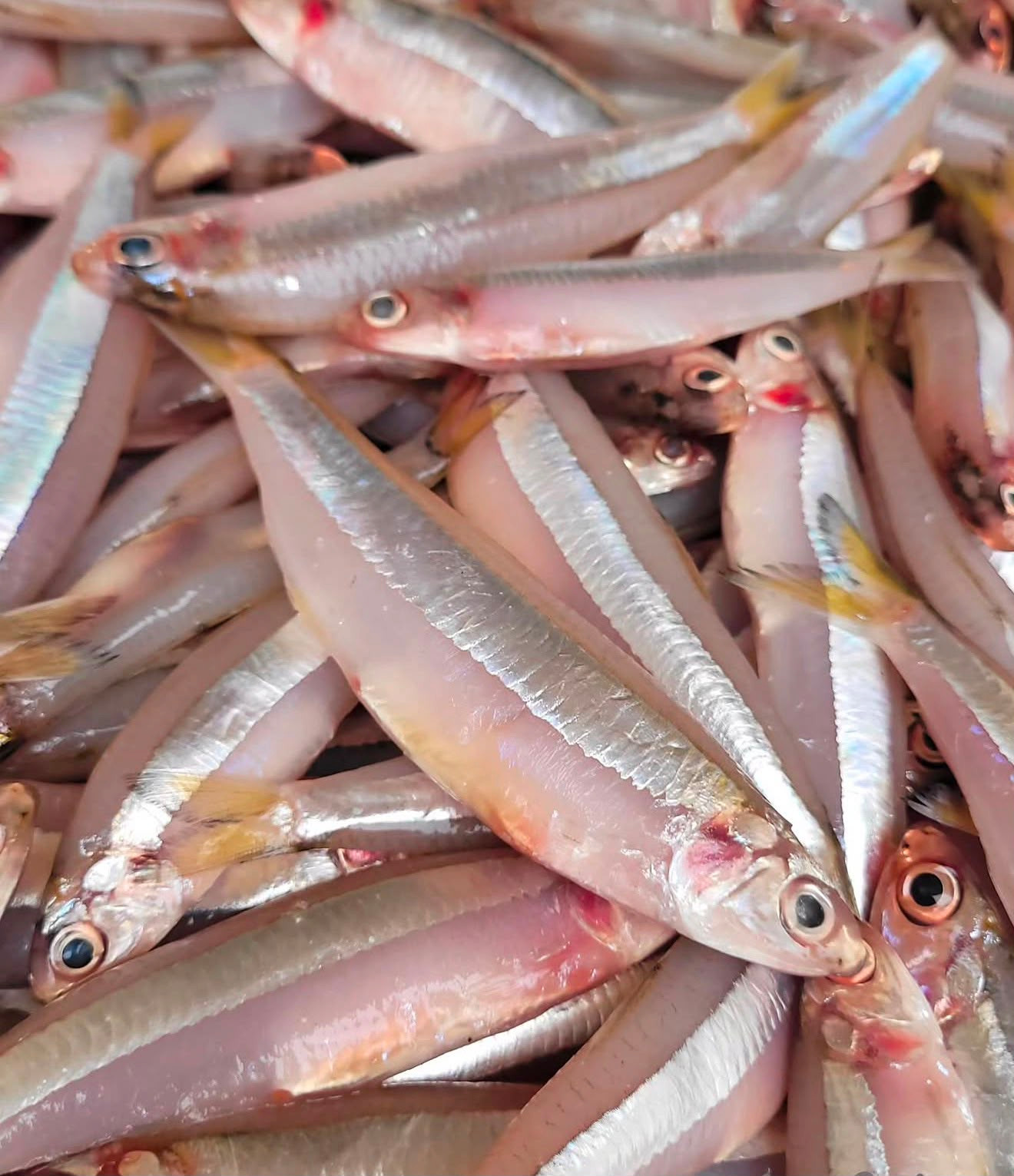 Manjubinha (1kg)
