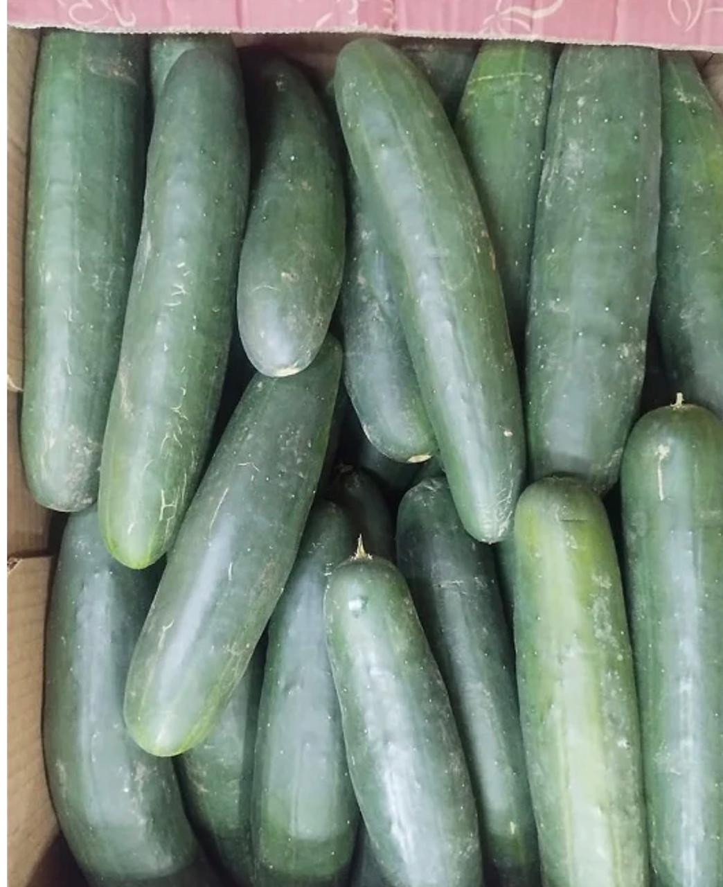 Pepino