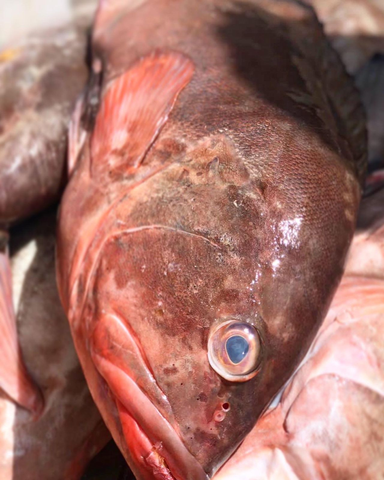 Garoupa (1kg) 