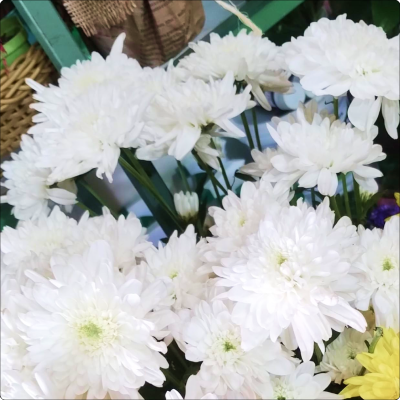 Crisântemo Branco em galho sem decorar (consultar disponibilidade)