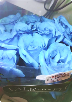  Rosa Azul em galho sem decorar  (consultar se disponível) 