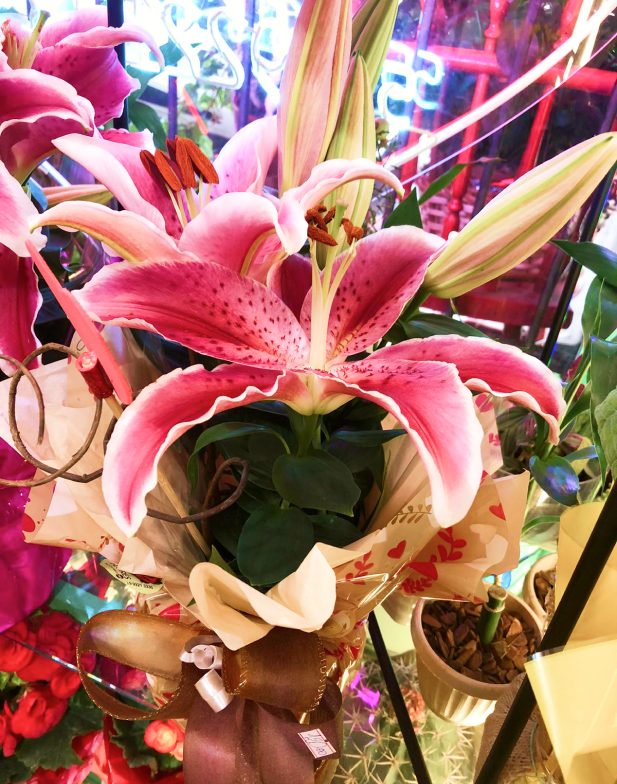 Lírio Rosa Oriental Grande em vaso (consultar disponibilidade)
