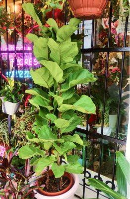 Ficus Lyrata grande (consultar se disponível)