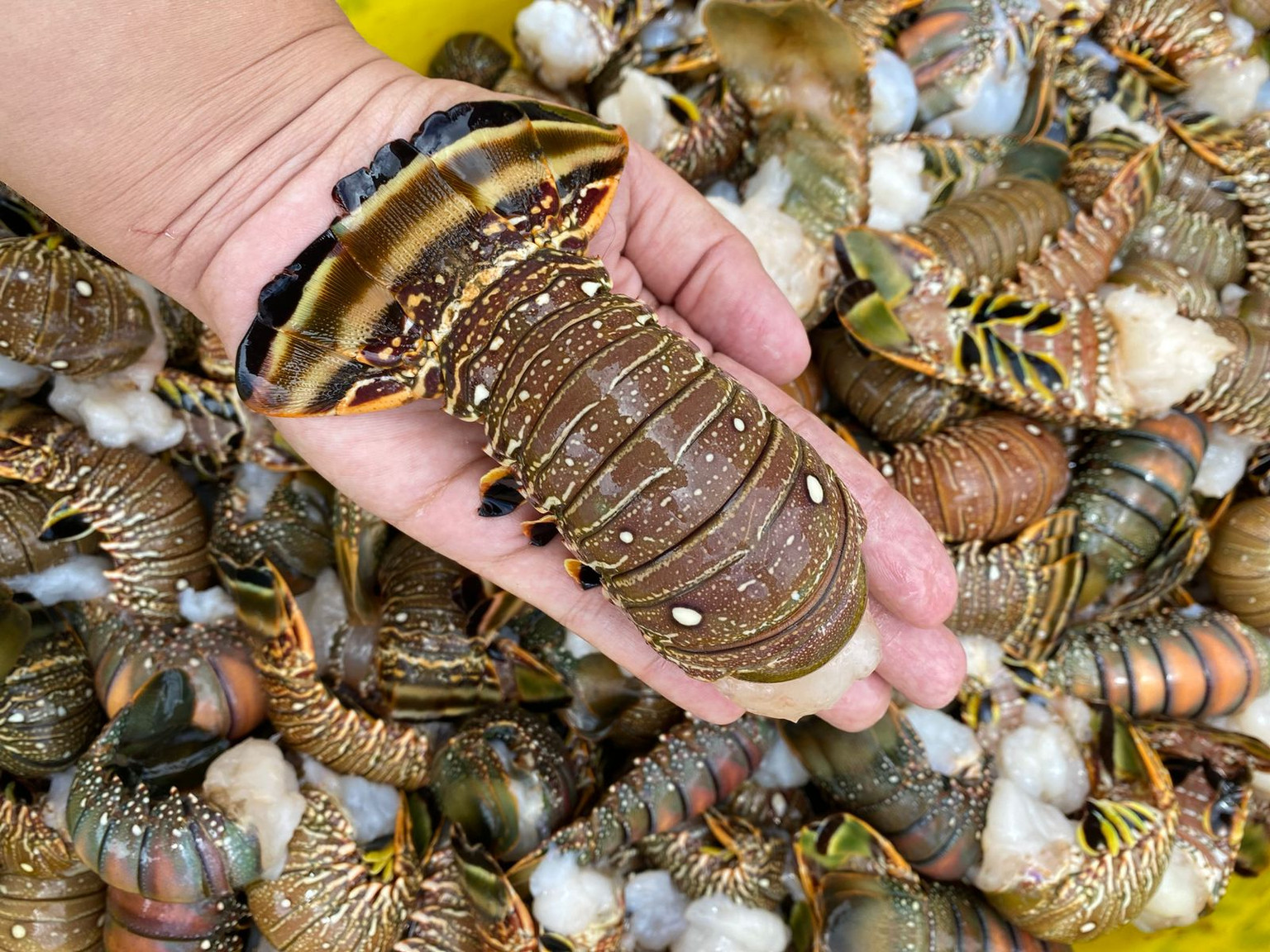  Cauda de Lagosta média (1kg)