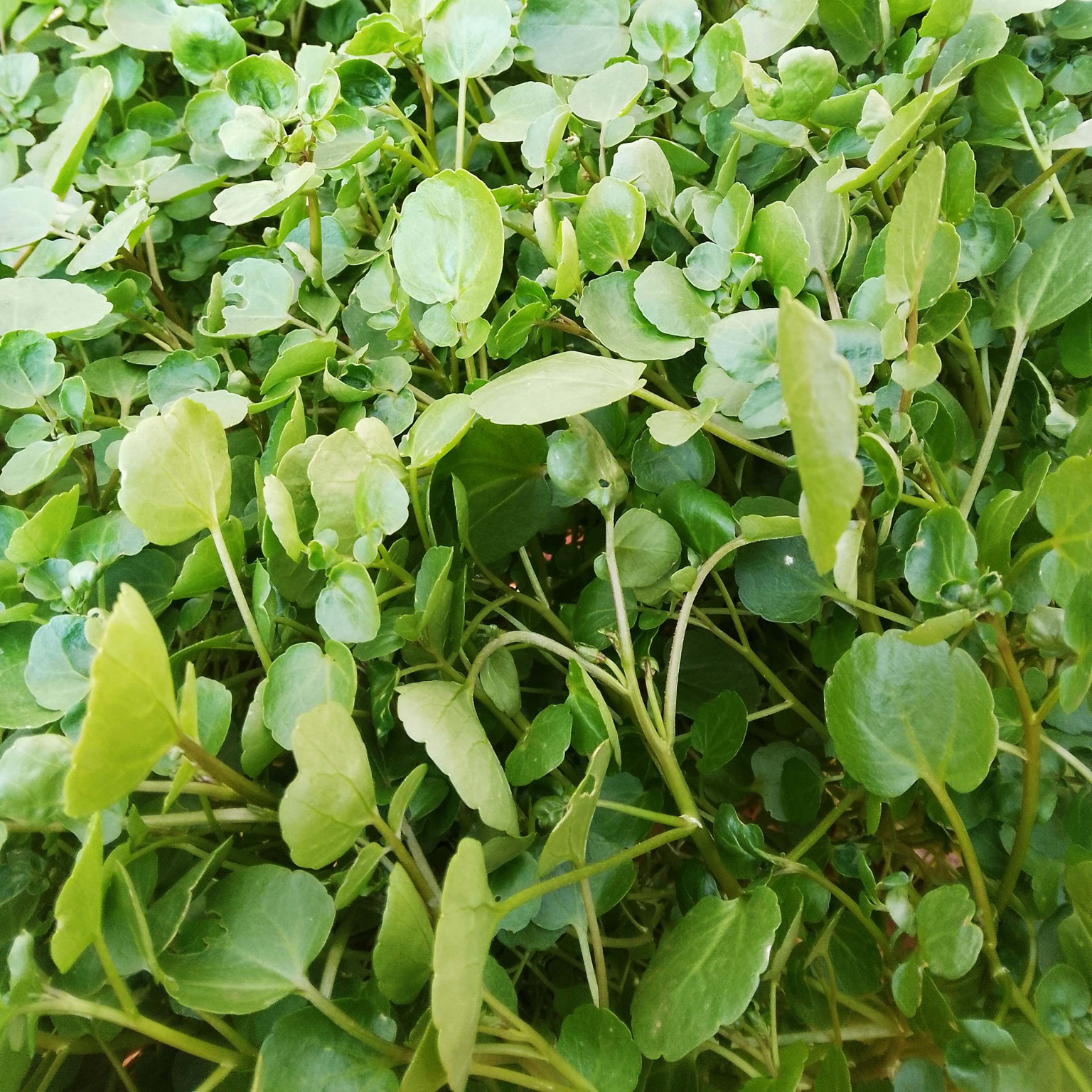 AGRIÃO (UNIDADE)