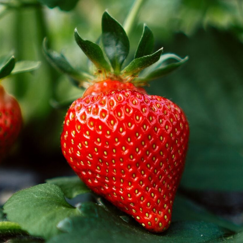 Morango