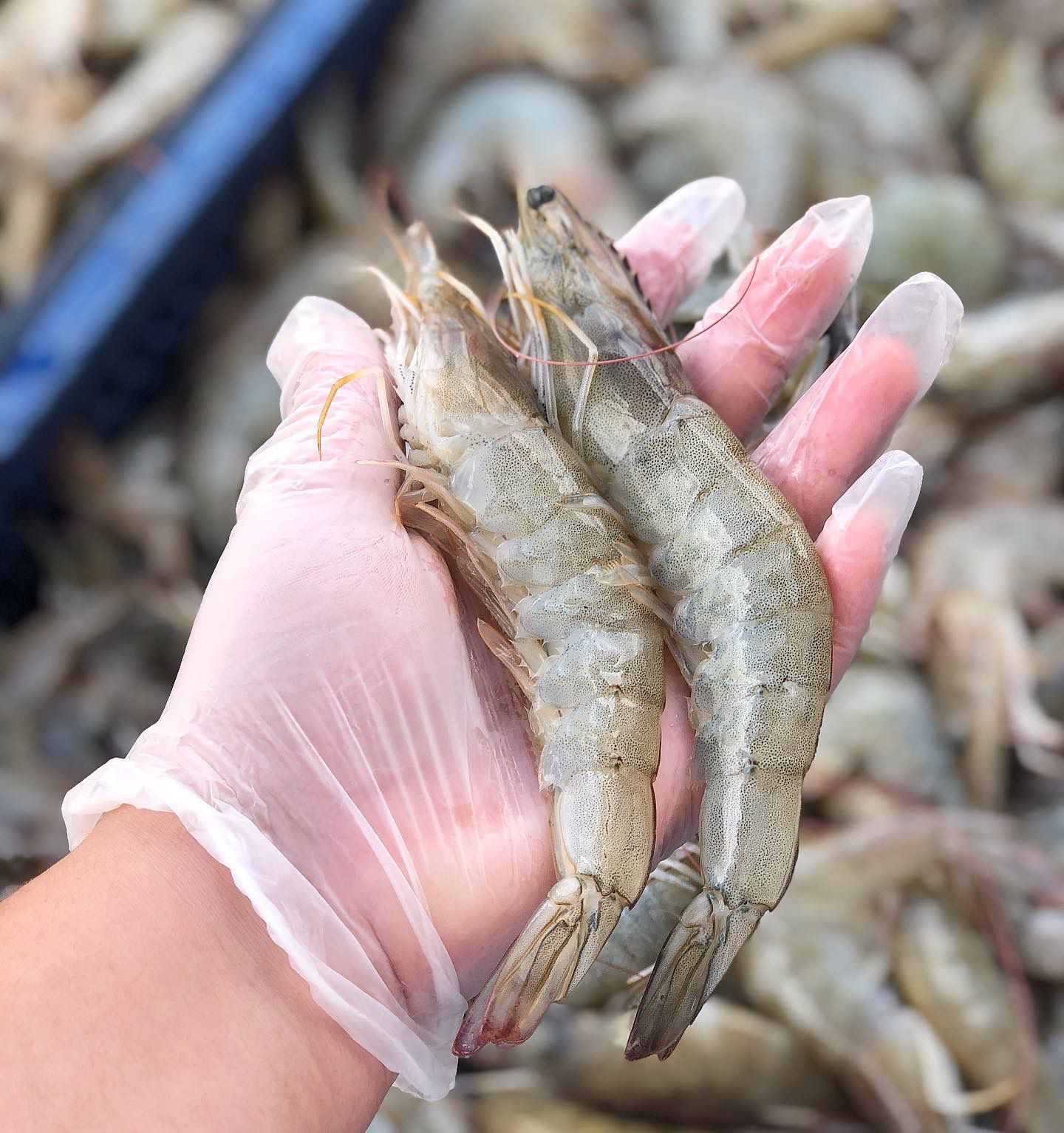 Camarão inteiro 40g (1kg)