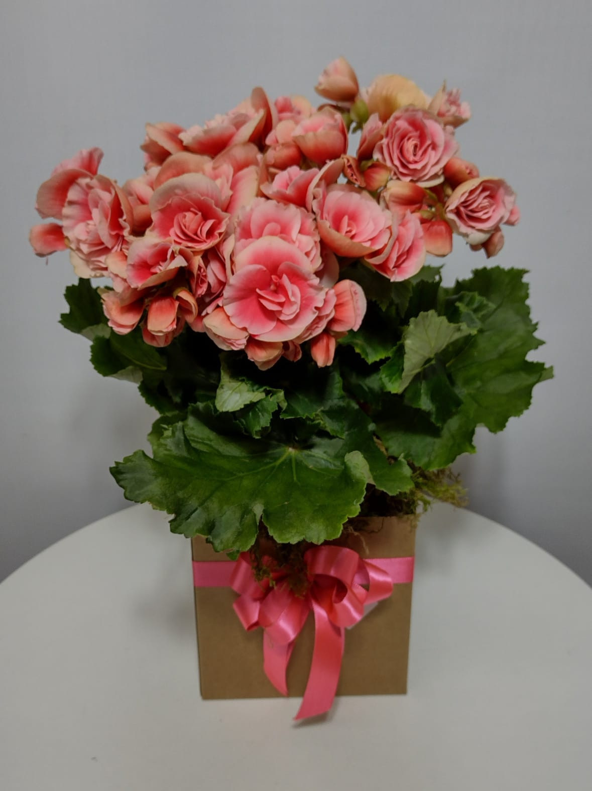 BEGONIA POTE 15