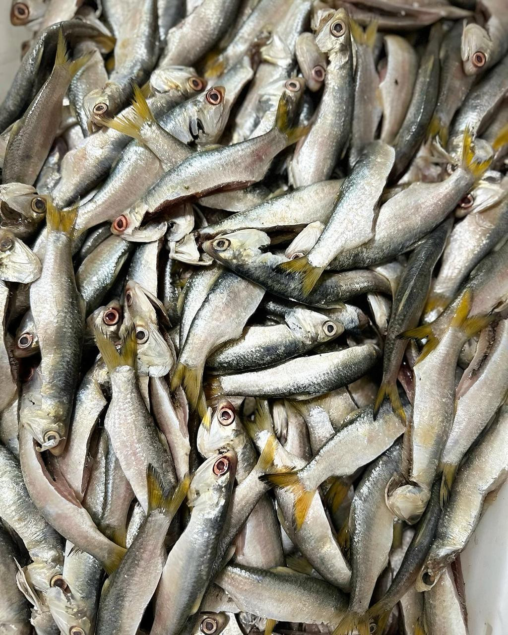 Sardinha tratada