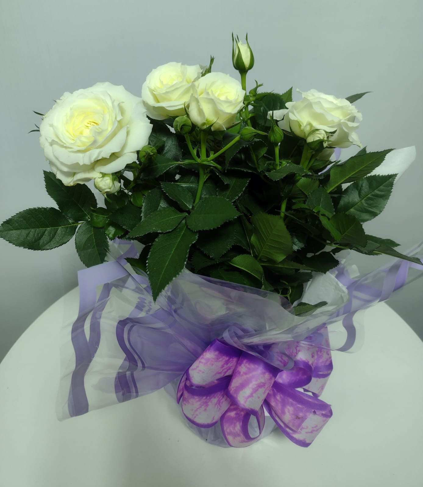ROSEIRA POTE 15