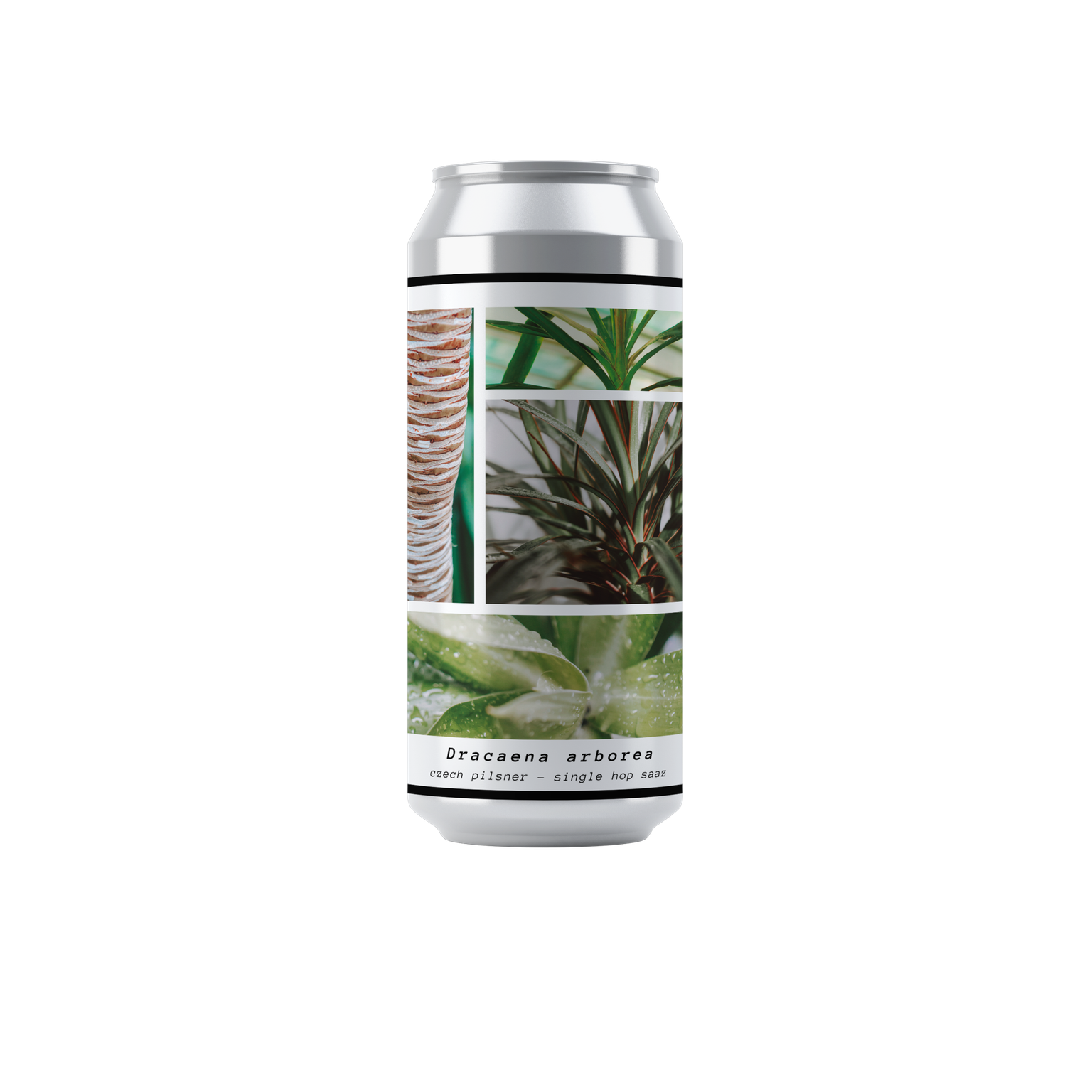 Greenhouse Dracaena 473ml