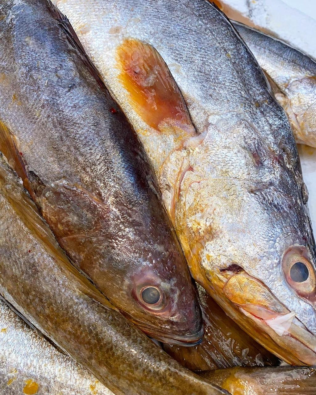 Corvina (1kg)
