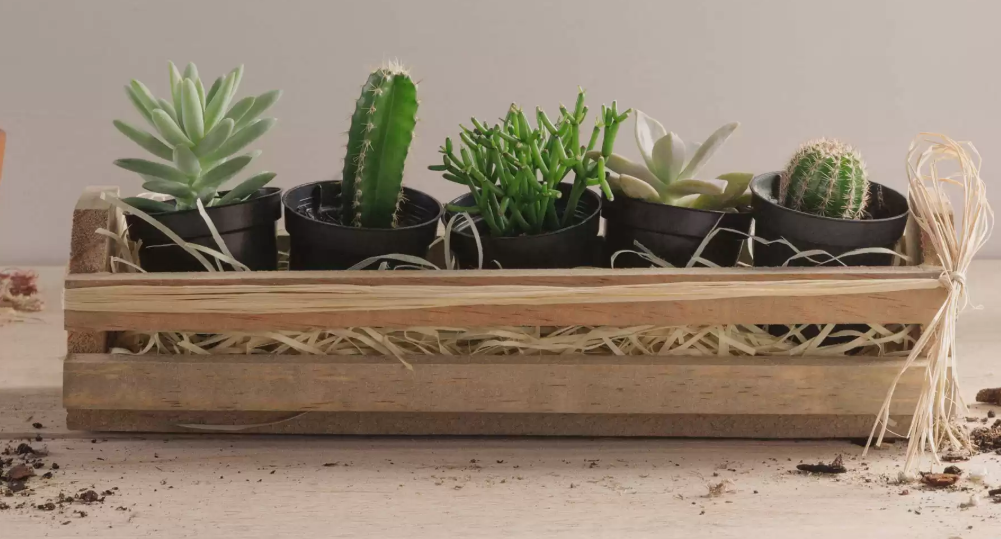 Vaso de Cactos e Suculentas em Base Rústica de Madeira